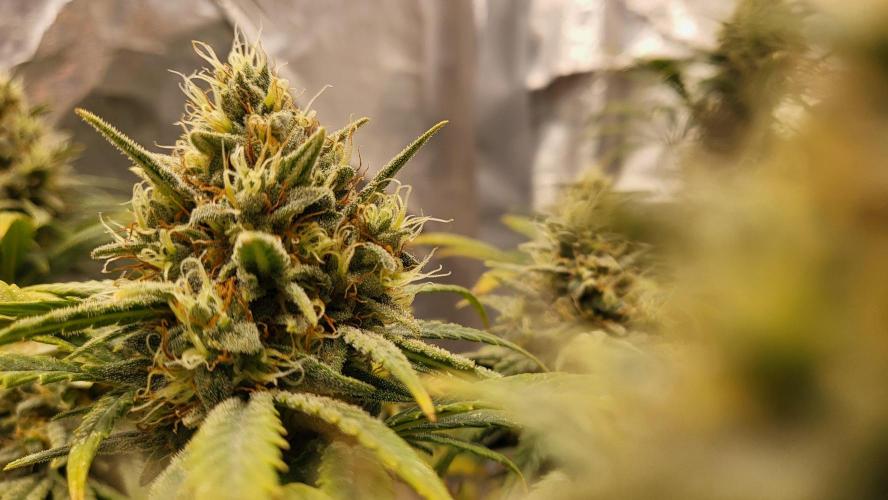 Hazeee. Week 8 - Amnesia Haze