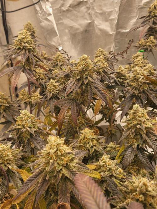 Hazeee. Week 9 - White choco haze