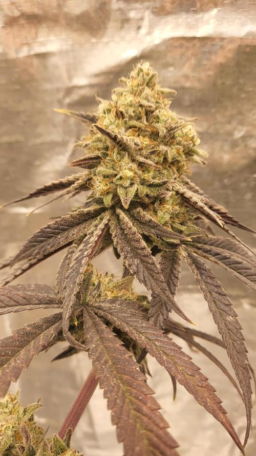 Hazeee. Week 9 - Bud