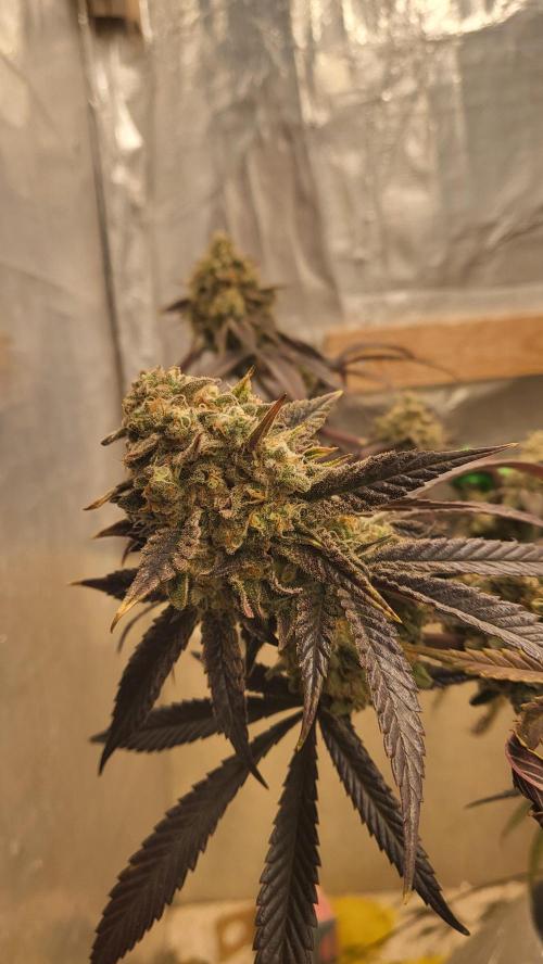 Hazeee. Week 9 - Bud