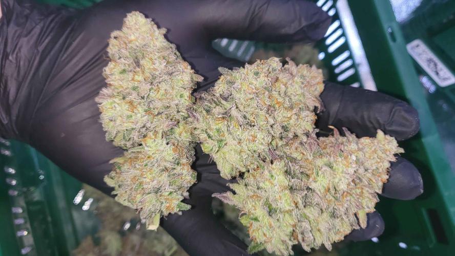 Hazeee. Week 10 - nugs