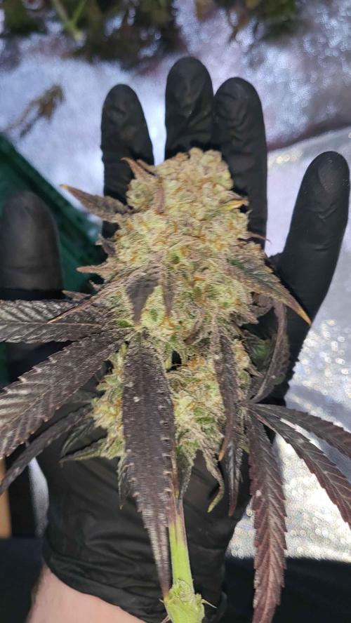 Hazeee. Week 10 - white choco haze