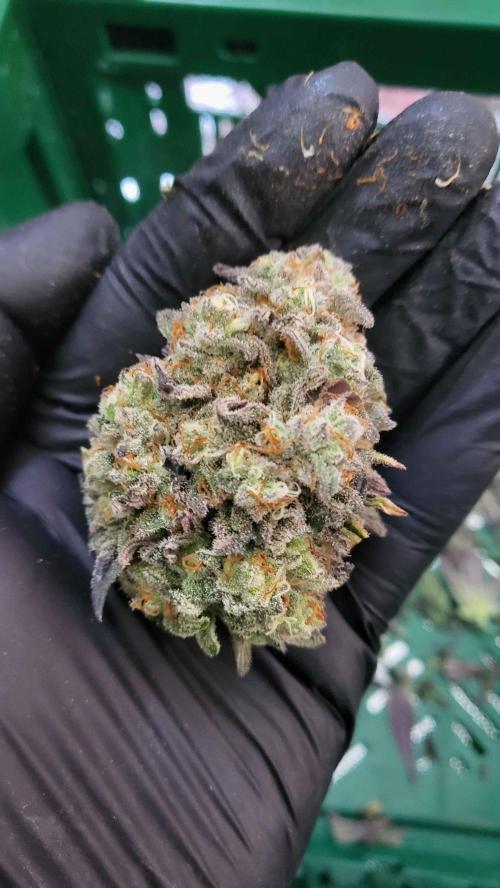 Hazeee. Week 10 - White choco haze @AmsterdamGenetics