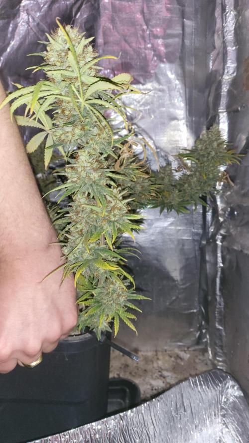 Hazeee. Week 10 - amnesia harvest