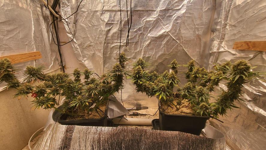 Hazeee. Week 10 - Amnesia