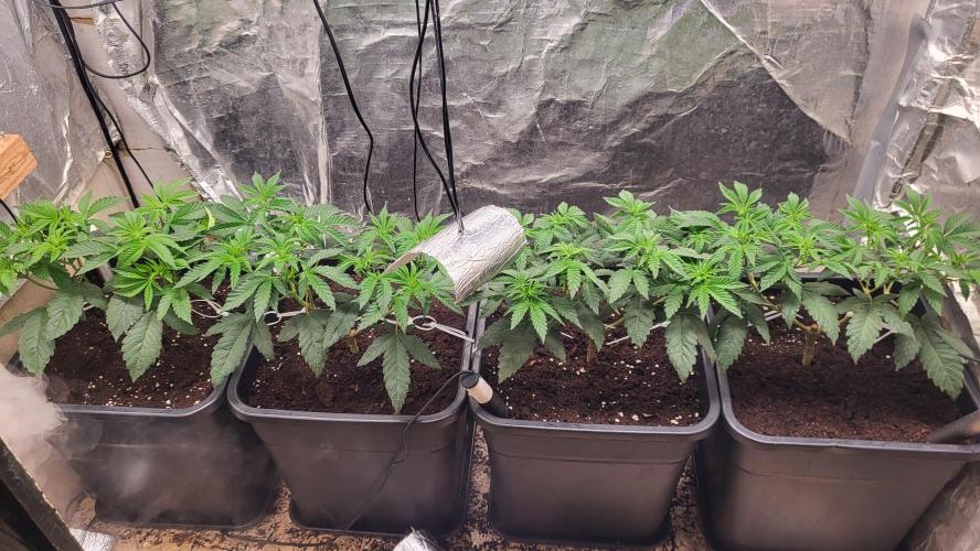 Sensi Silver Haze Scrog. Week 1 - ready for screeeen