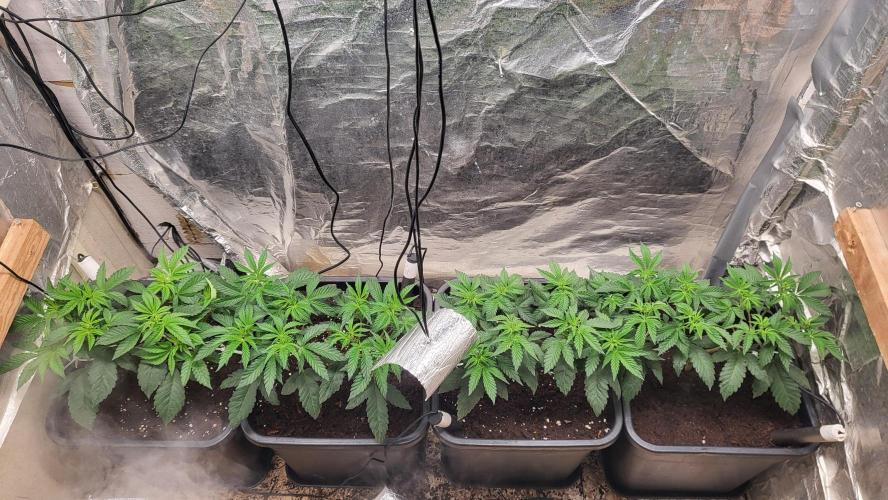 Sensi Silver Haze Scrog. Week 1