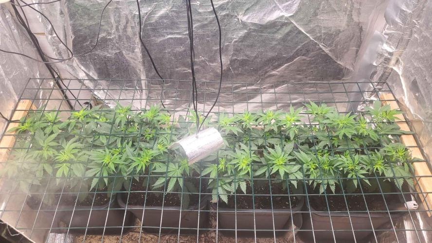 Sensi Silver Haze Scrog. Week 1 - 4rd day 12-12