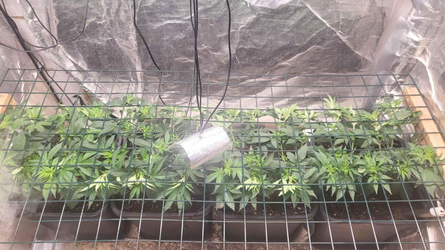 Sensi Silver Haze Scrog. Week 1 - after tucking under