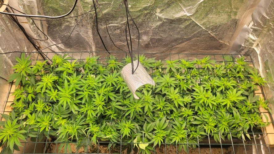 Sensi Silver Haze Scrog. Week 2 - First pistils