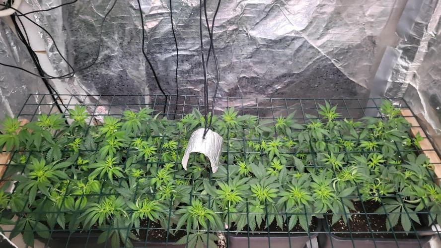 Sensi Silver Haze Scrog. Week 2 - Growing 