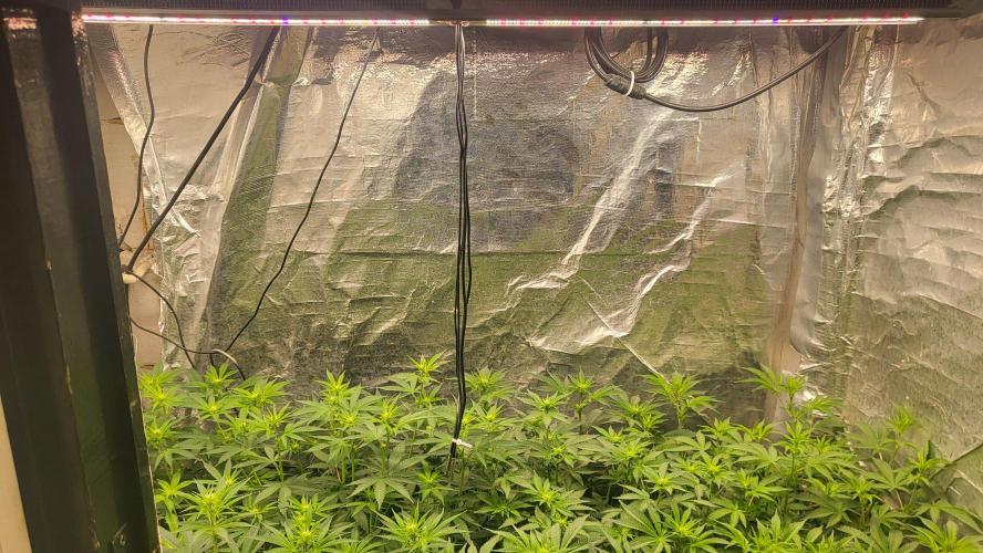 Sensi Silver Haze Scrog. Week 2 - Looking good