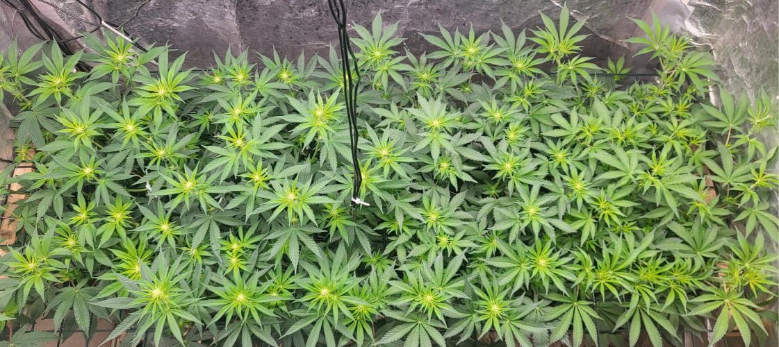 Sensi Silver Haze Scrog. Week 2 - Full screen :)