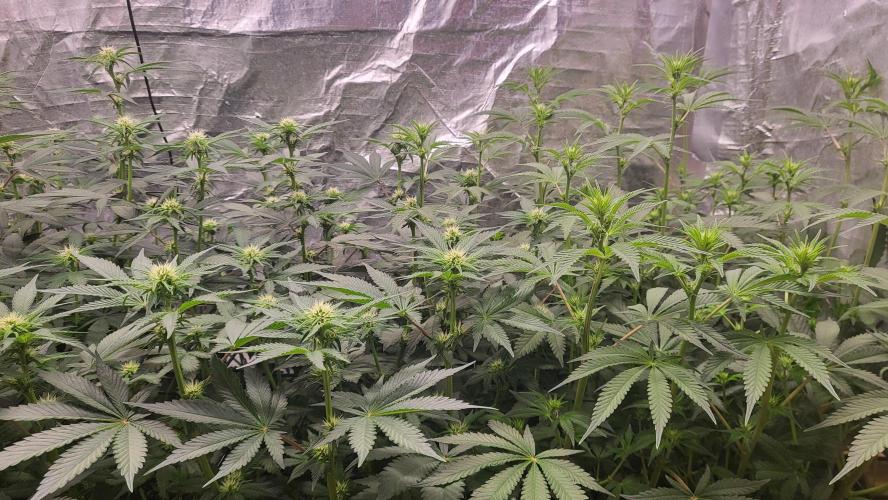 Sensi Silver Haze Scrog. Week 3 - side