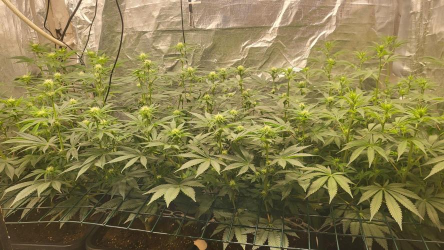 Sensi Silver Haze Scrog. Week 3 - Sensi Silver haze