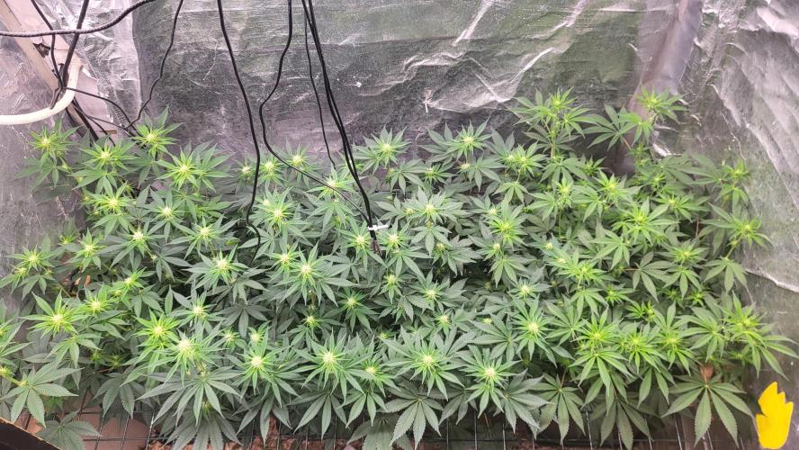 Sensi Silver Haze Scrog. Week 3