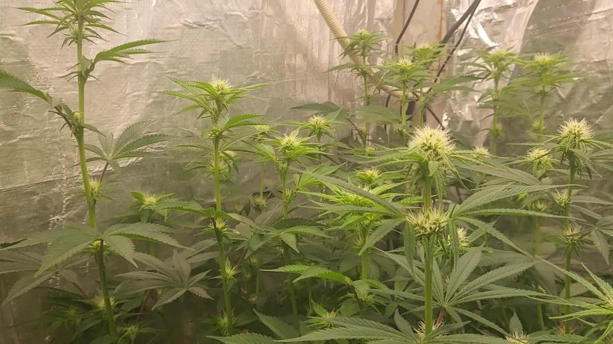 Sensi Silver Haze Scrog