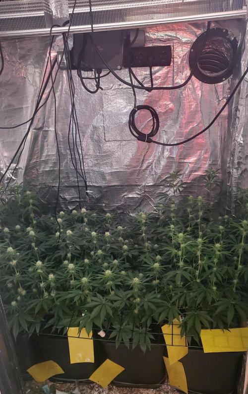 Sensi Silver Haze Scrog. Week 4 - Sensi Seeds Silver Haze Scrog