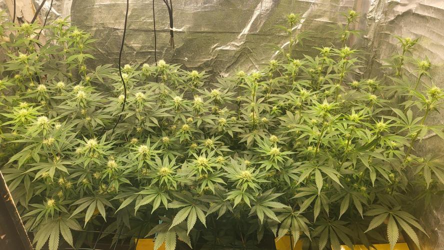 Sensi Silver Haze Scrog. Week 4
