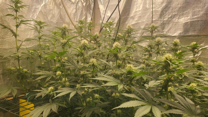 Sensi Silver Haze Scrog. Week 4