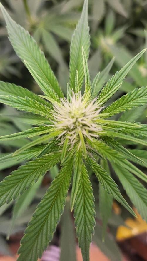 Sensi Silver Haze Scrog. Week 4