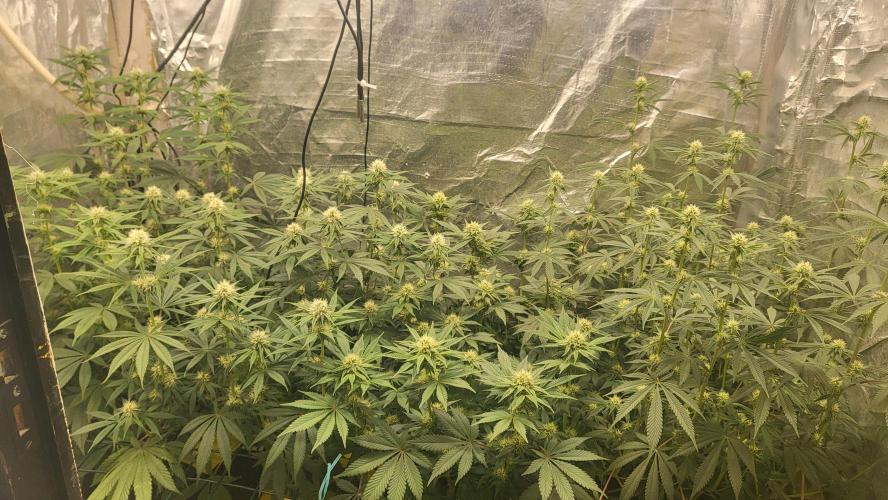 Sensi Silver Haze Scrog. Week 4 - 19-05