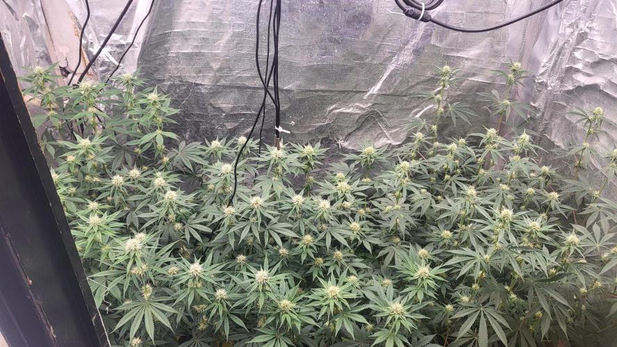 Sensi Silver Haze Scrog. Week 4 - 19-05