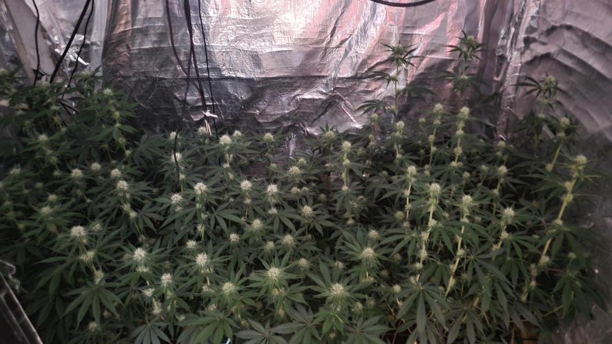 Sensi Silver Haze Scrog. Week 4 - 19-05