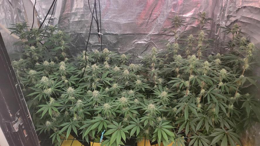 Sensi Silver Haze Scrog. Week 5