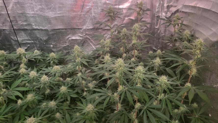 Sensi Silver Haze Scrog. Week 5