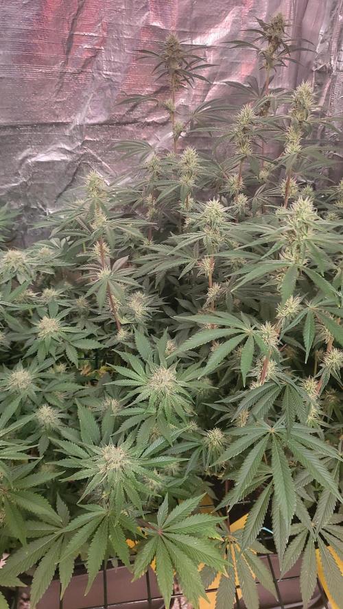 Sensi Silver Haze Scrog. Week 5