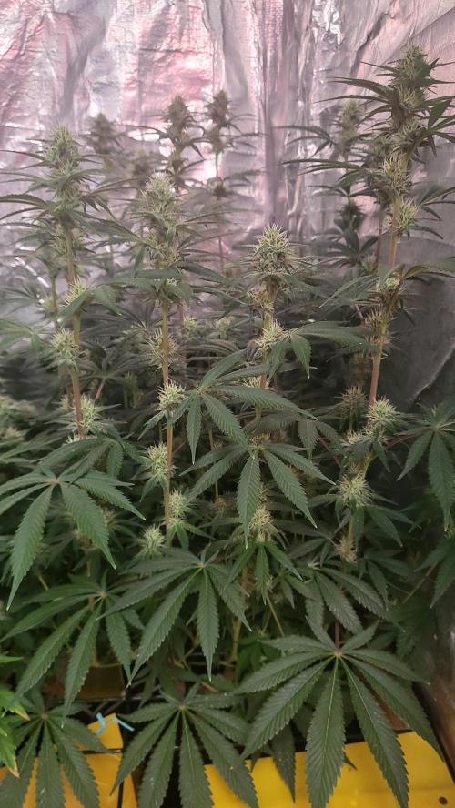 Sensi Silver Haze Scrog. Week 5