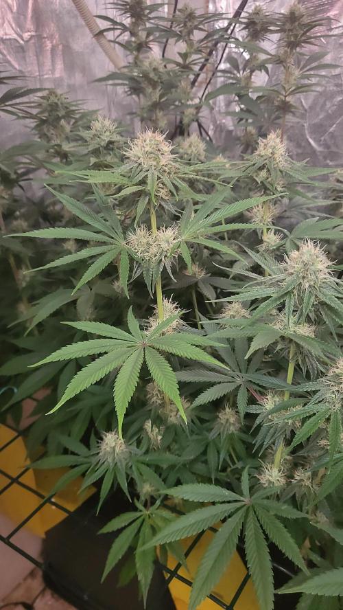 Silver Haze. Week 5