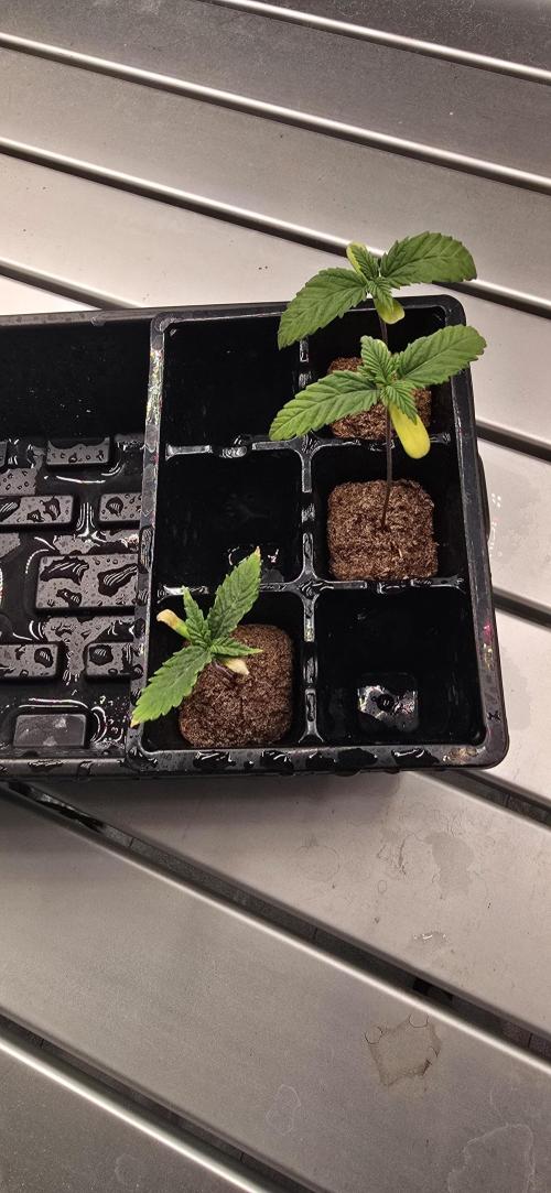 First Grow. Week 2 - Not thrilled with the yellowing tips on the Black Cherry. 