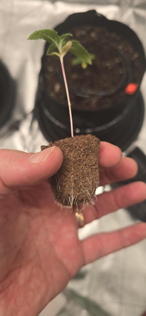 First Grow. Week 2 - Can tell the roots are doing well, when I removed them for transplant.