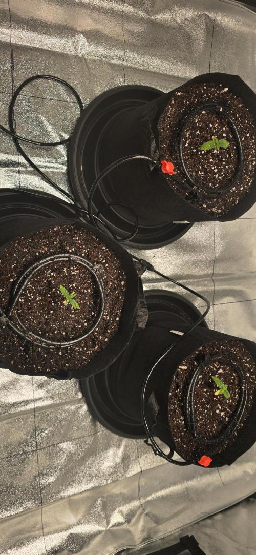First Grow. Week 2 - In the pots and irrigation lines run.  The drip system works perfectly.