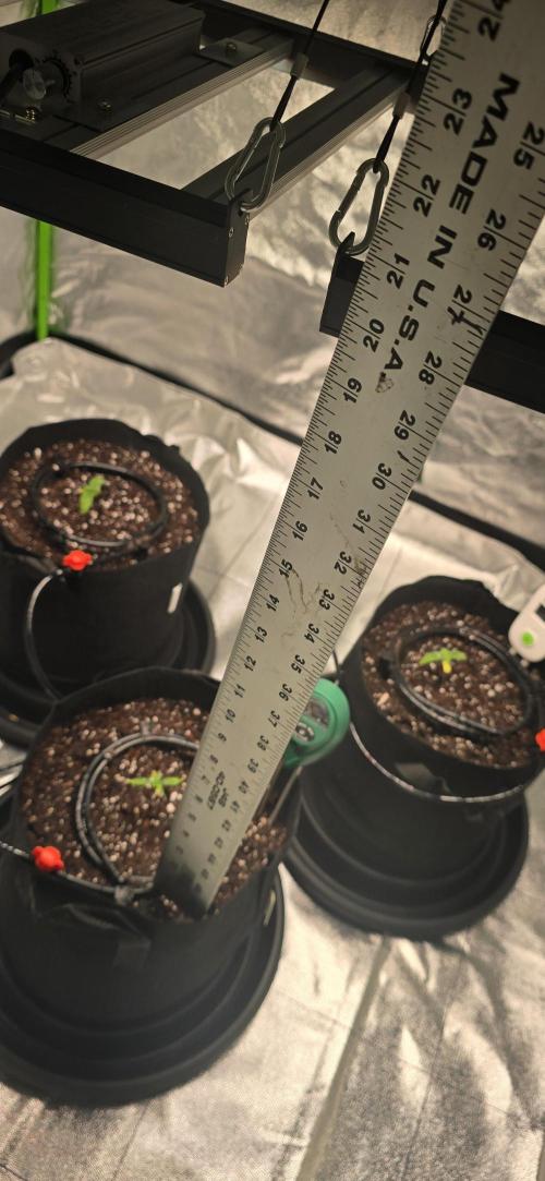 First Grow. Week 2 - Turned Lights to 50% and set at 20" from the plants.