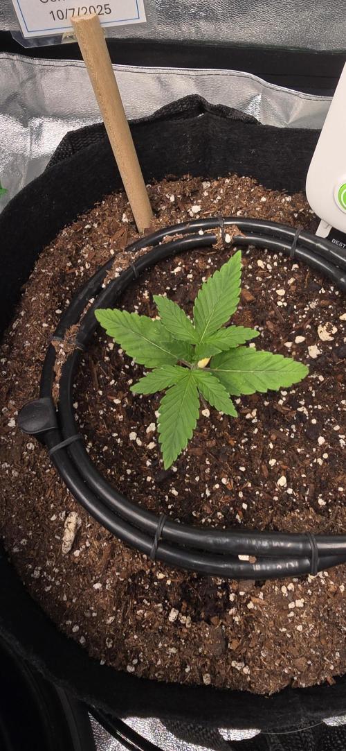 First Grow. Week 2 - I am amazed at how quickly they have adjusted and now growth has taken off!