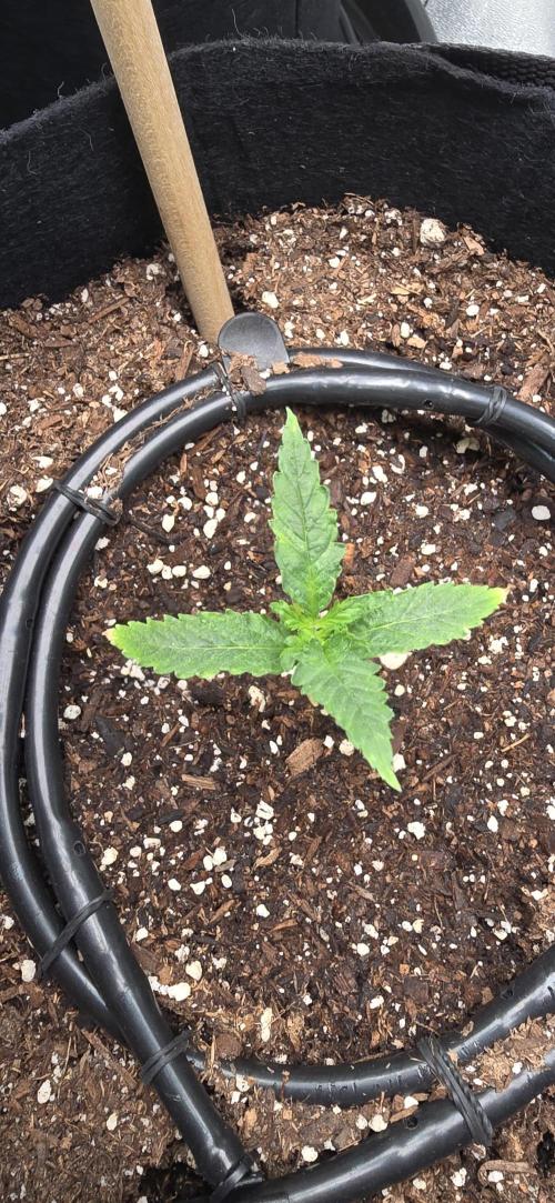 First Grow. Week 2 - The little Indica girl is going a bit slower, but she seems to be adjusting.