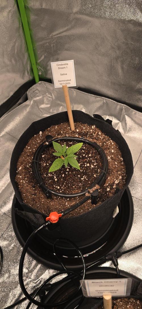 First Grow. Week 2 - Still have not watered since the initial repot.