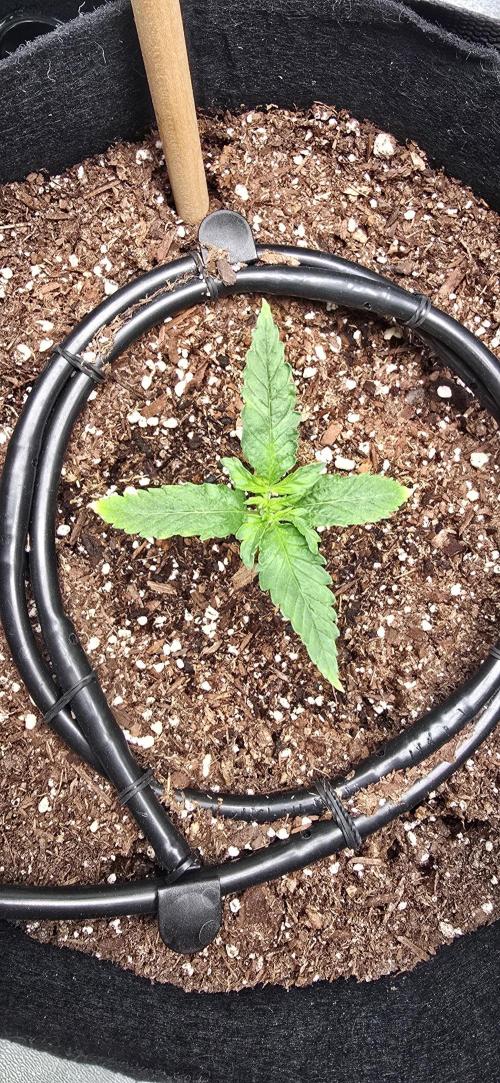 First Grow. Week 2 - A little worried about her?  Are the leaves coming in deformed?