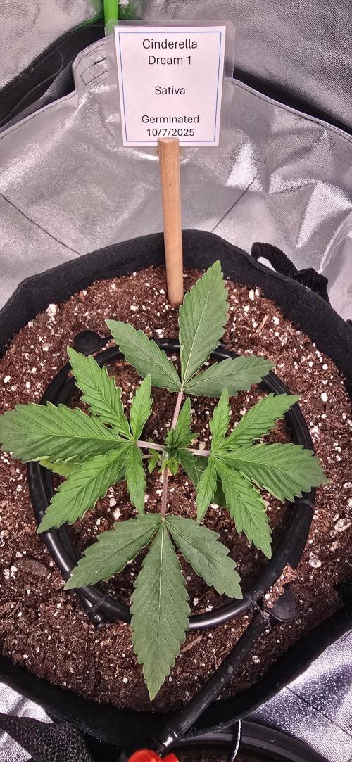 First Grow. Week 3 - Cinderella Dream 1