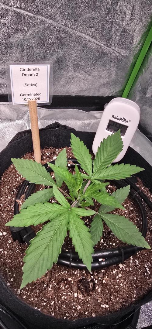 First Grow. Week 3 - Cinderella Dream 2