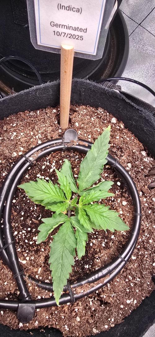 First Grow. Week 3 - Black Cherry