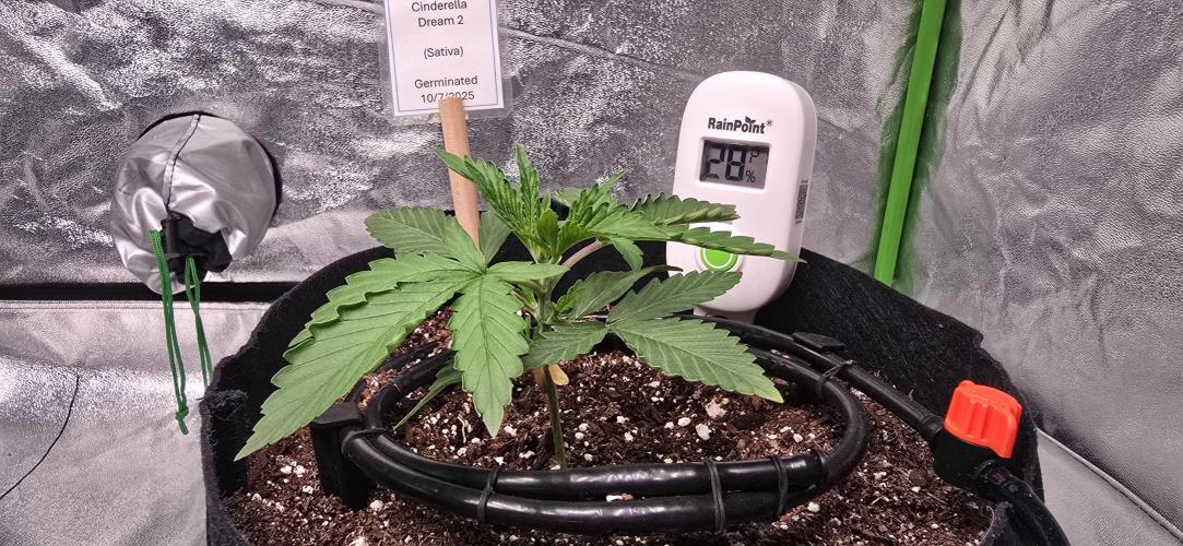 First Grow. Week 3 - Cinderella Dream 2