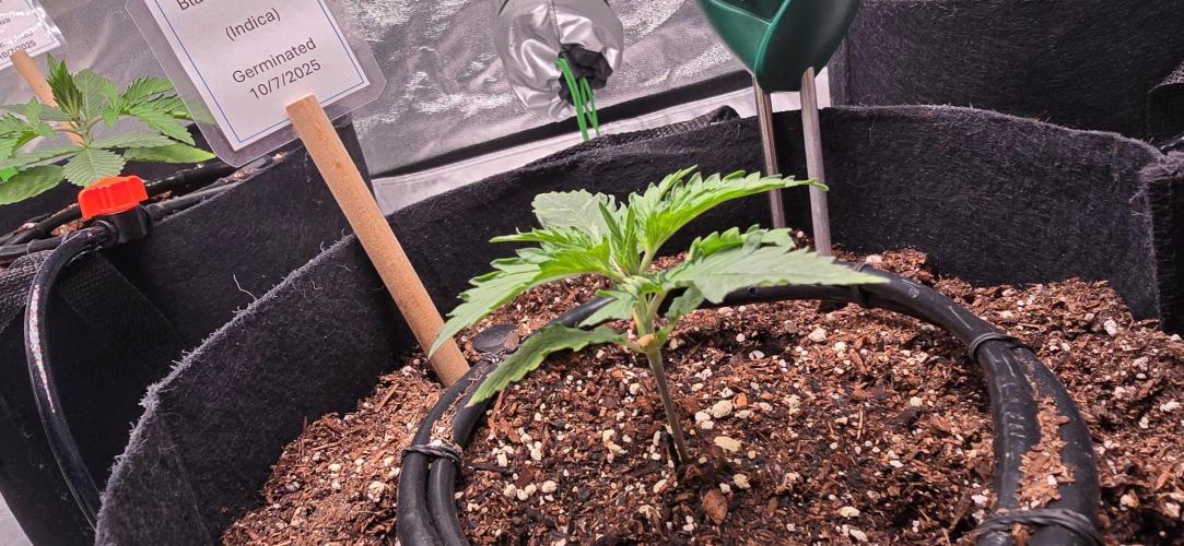 First Grow. Week 3 - Black Cherry