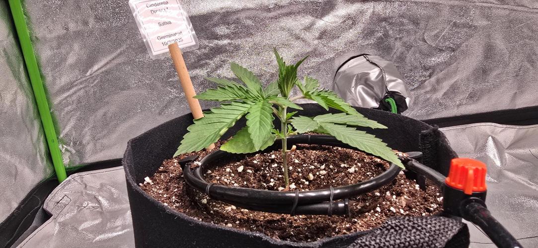 First Grow. Week 3 - Cinderella Dream 1