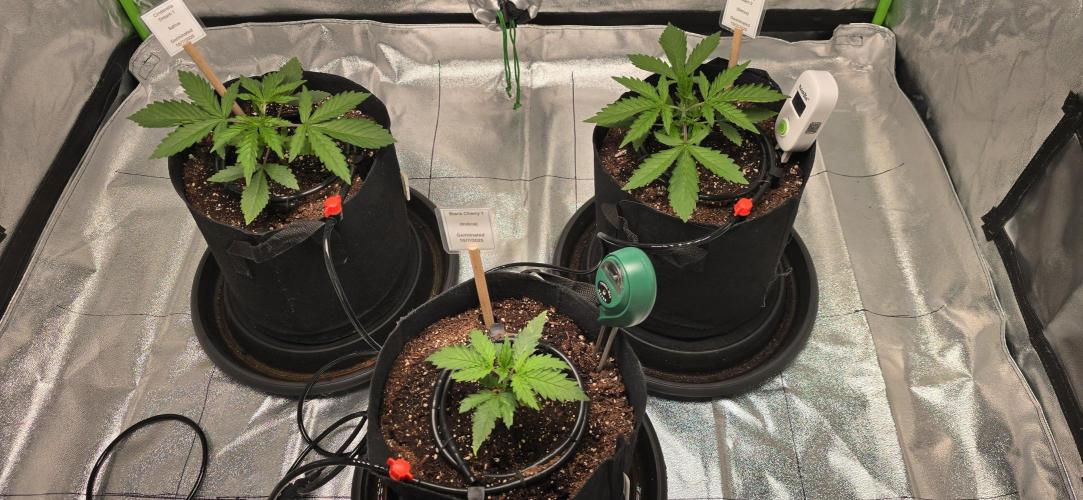 First Grow. Week 3 - 11/5 - They all seem to be doing great.  Just a slight leaf curl.