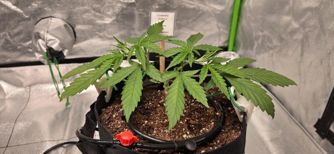 First Grow. Week 4 - Still growing strong after manifold 