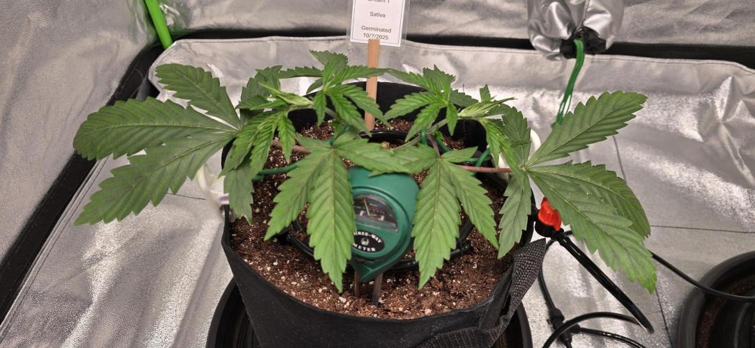 First Grow. Week 4 - Also still growing strong since manifold